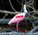 Roseate Spoonbill